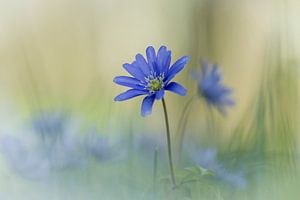 Bleuet
