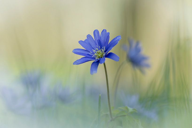 Cornflower by Marjolijn Nugteren