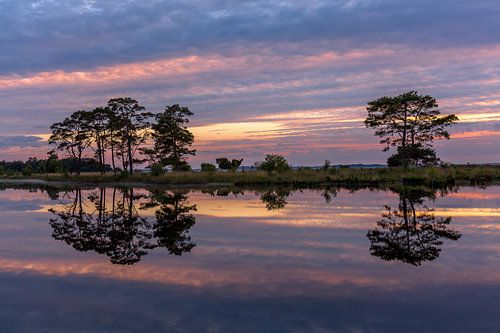 Arbres de réflexion