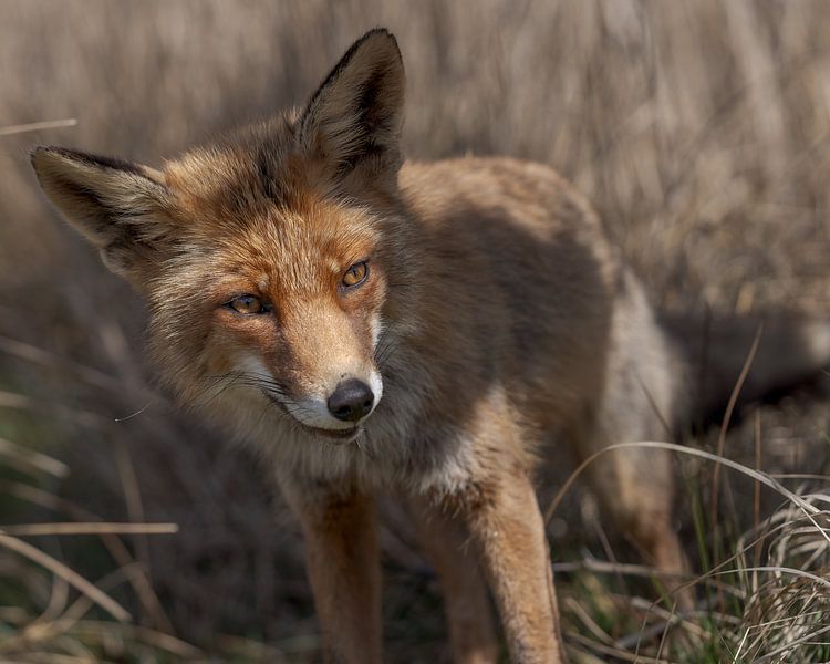 Powerful look of the fox in nature. by Jolanda Aalbers