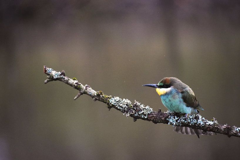 Bee-eater on a branch by Sabrina Verwaal