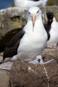 Albatross with chick by Angelika Stern