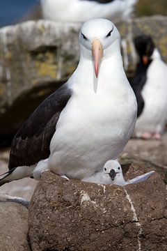 Albatros mit Küken von Angelika Stern