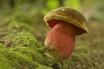 Colourful mushroom Boletus erythropus by Tonko Oosterink