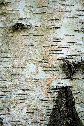 Bark of a birch tree