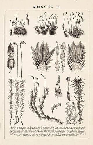 Antieke gravure met mossen nr. II