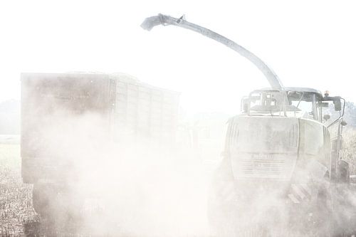 Mais oogsten in het stof