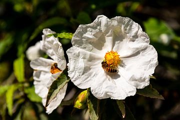 Bloeiende Franklinie in een Italiaanse tuin van Peter Baier