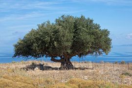 Olive tree by the sea by Ruth de Ruwe