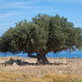 Olivenbaum am Meer von Ruth de Ruwe