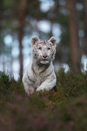 Royal Bengal Tiger *Panthera tigris *