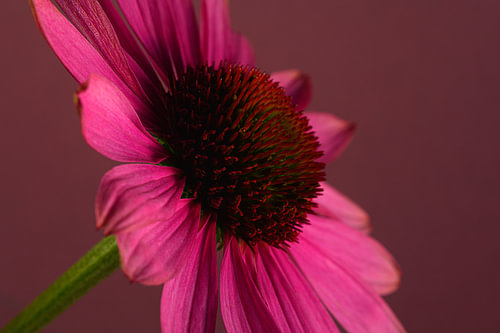 A splash of colour: Pink, bold and elegant – Fine-art photograph of a pink sun hat