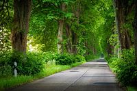 Sommer Allee