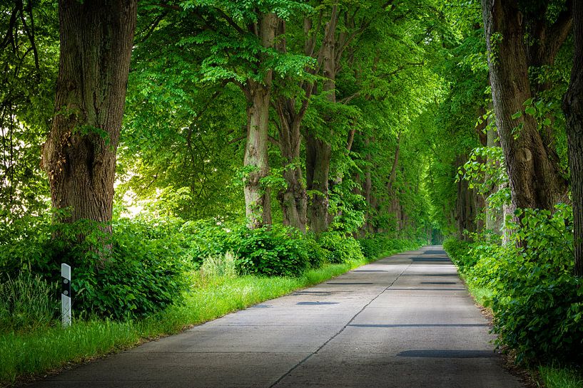 Sommer Allee von Martin Wasilewski