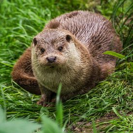La loutre sur Mart Houtman
