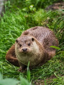 Der Otter