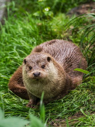 De Otter van Mart Houtman