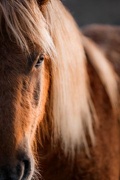 Œil de cheval dans une lumière douce Regard intime dans le détail sur Femke Ketelaar