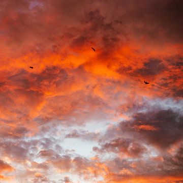 Roter Himmel von Yanuschka Fotografie | Noordwijk