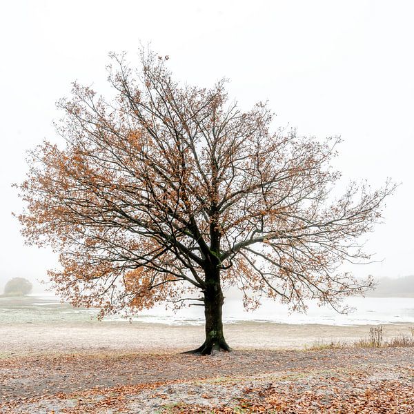 Baum in der Nähe eines Moors von Gonnie van de Schans