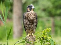 Slechtvalk ( Peregrine Falcon )