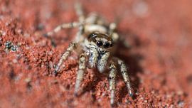 Springspin poseert voor foto. von Frank Van der Werff