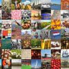 Typical Netherlands - collage of images of the country and history by Roger VDB