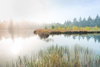 Naturfoto von einem nebligen Morgen an einem alten Teich in Drenthe.