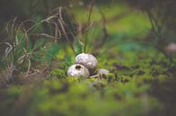 kleine Pilze von Claire Groeneveld Miniaturansicht