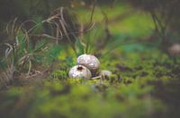small mushrooms