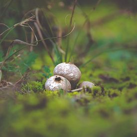 kleine Pilze von Claire Groeneveld