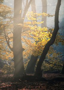 Automne