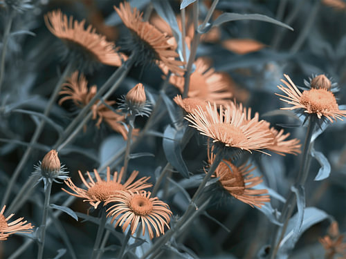 Apricotfarbene Blüten im kühlen Blattwerk