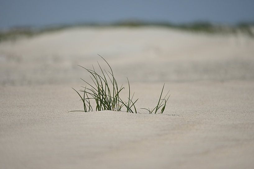 Beach grass by Philipp Klassen