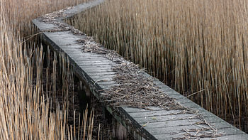 Vlonderpad tussen het riet