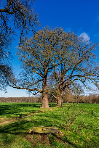 Woudreuzen tussen de weilanden