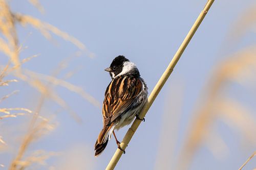 Reed bunting
