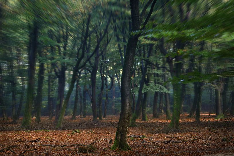 Magic Forrest par Iwan de Brabander
