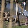 Deux grues dans un zoo aux Pays-Bas. sur Rijk van de Kaa
