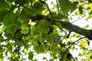 Boomgaard met zonnestralen door groene bladeren