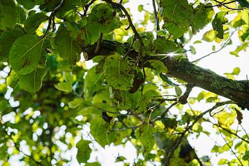 Obstgarten mit Sonnenstrahlen durch grüne Blätter