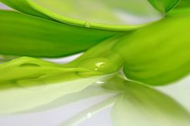 Vert sur Violetta Honkisz