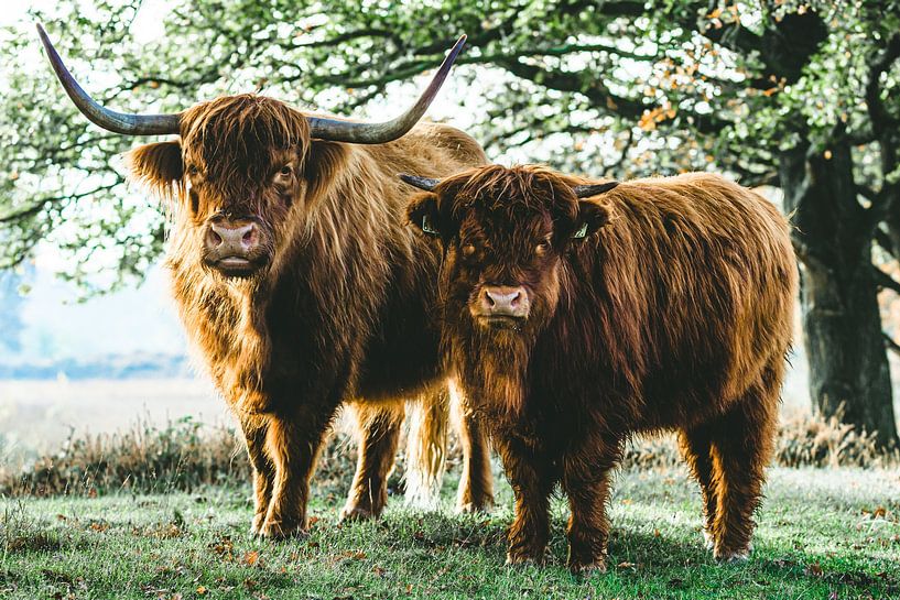 Les Highlanders écossais par Erwin Heuver
