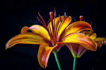 Lily orange-yellow by Rietje Bulthuis