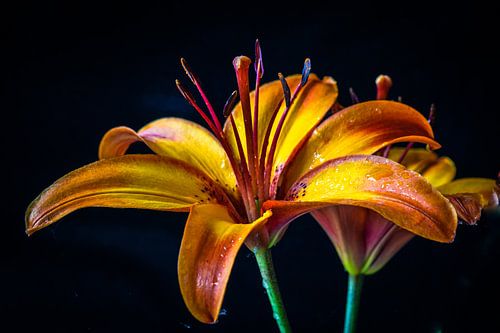 Lily orange-yellow