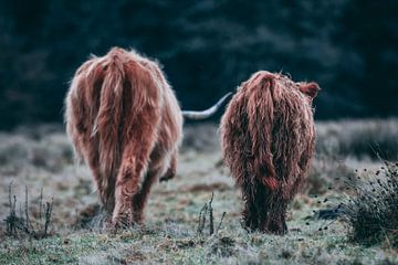 Schottische Hochlandmütter mit Jungen, in der Veluwe Niederlande von Ken Tempelers