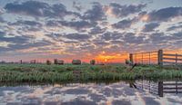 Kudde schapen in het weiland tijdens zonsopkomst!