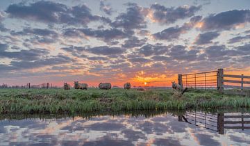 Kudde schapen in het weiland tijdens zonsopkomst! van Rossum-Fotografie