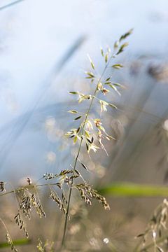 Grassen in het zonlicht van Thomas Heitz