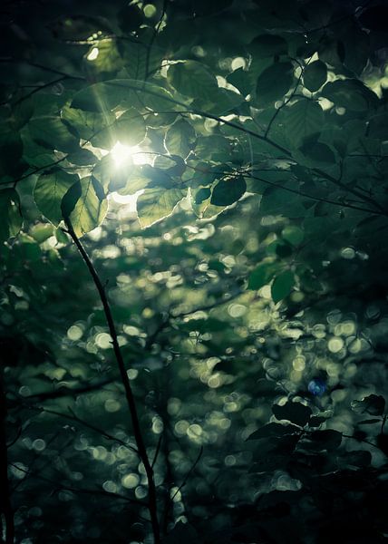 Lichtblick von Brummsummse